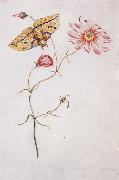 Willam Bartram Savannah Pink or Sabatia Imperial Moth oil painting picture wholesale